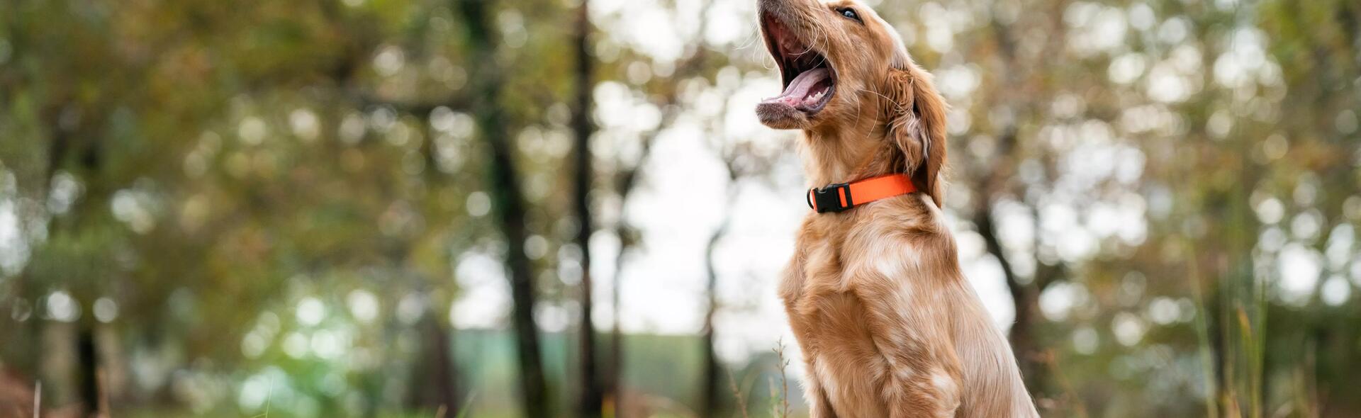 CHOISIR SON CHIOT DE CHASSE