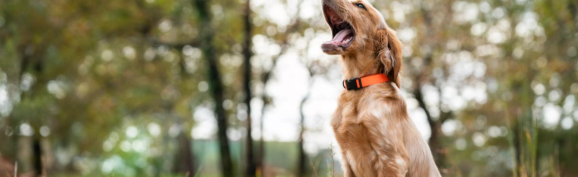 CHOOSING YOUR HUNTING DOG