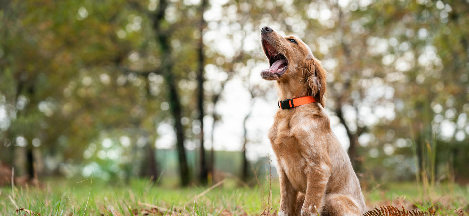 Accessoires et équipements pour les chiens de chasse courants et d'arrêt