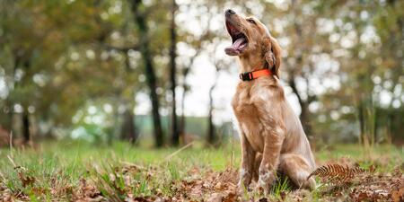 Chien de chasse