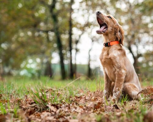 CHOISIR SON CHIOT DE CHASSE