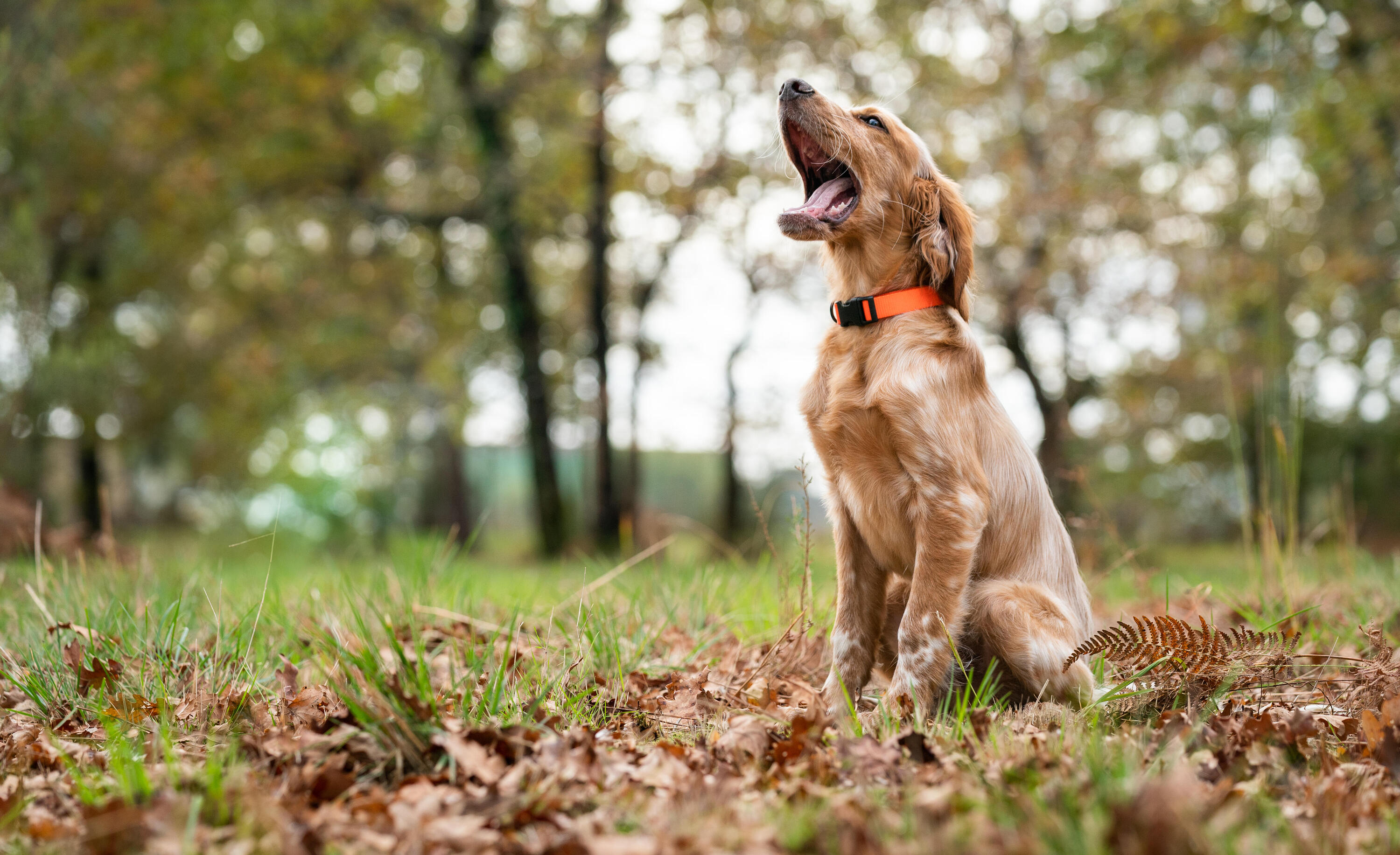 Collier chien orange 100 8/12
