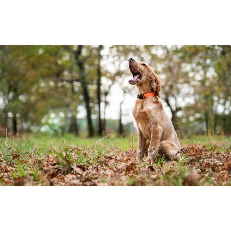 Coleira para Cão 100 Cinzento