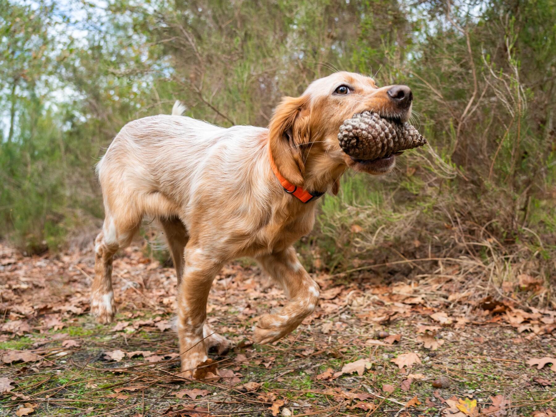 chien foret