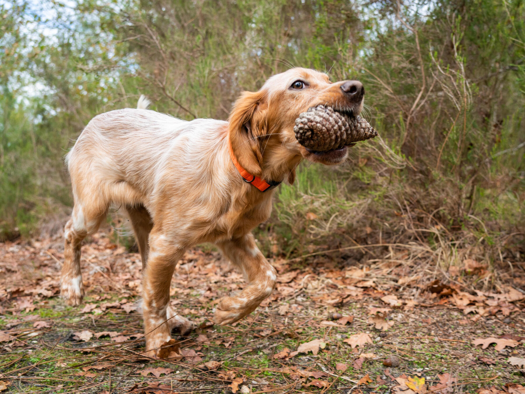 Comment bien demarrer avec un chiot