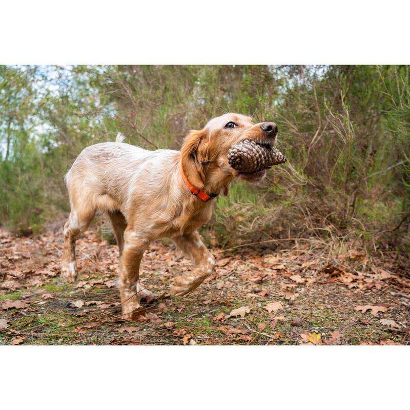 Coleira Cão Caça Laranja100