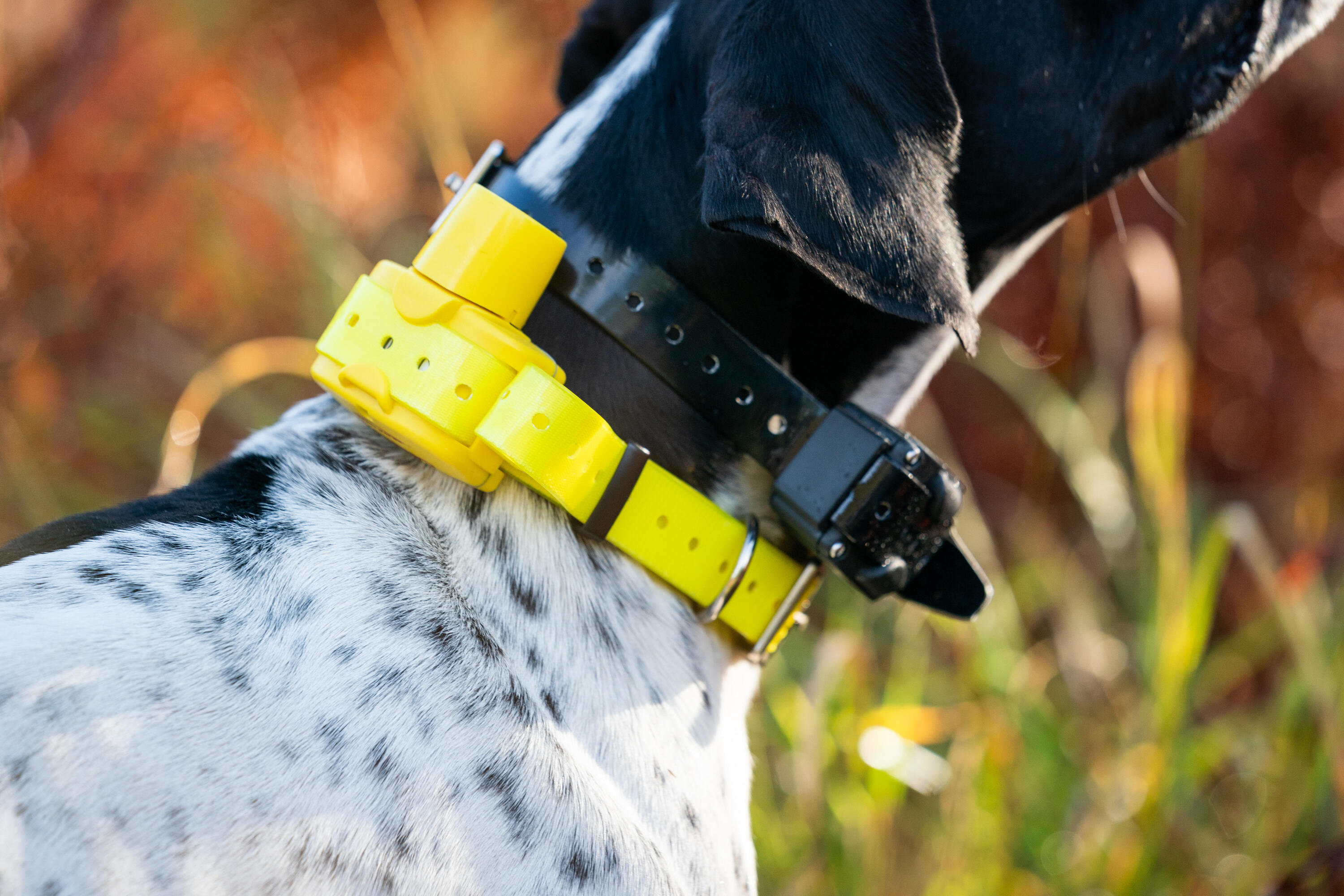 Collier repérage de sonnaillon pour chien Num'axes Canibeep 3/6