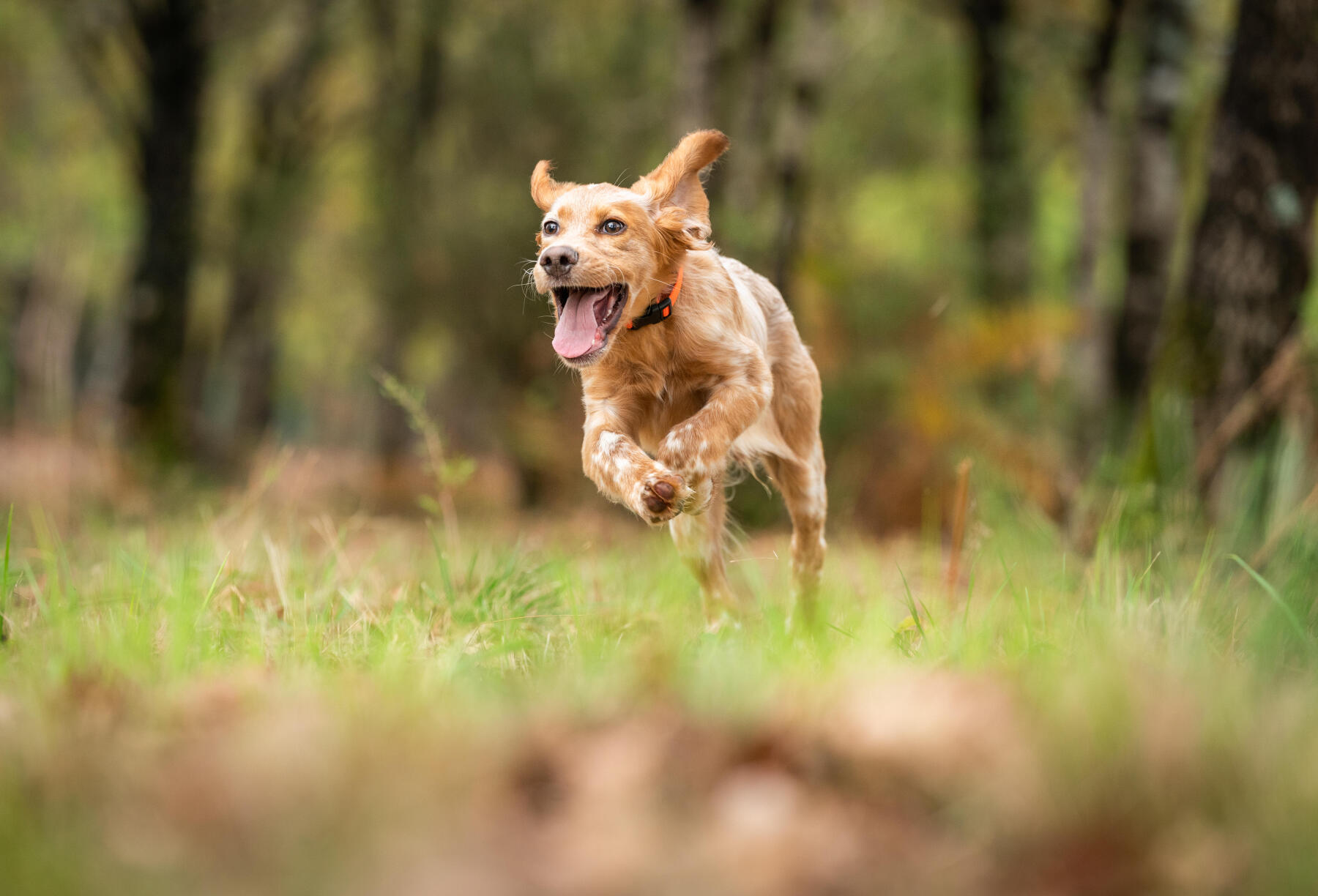 running dogs hunting