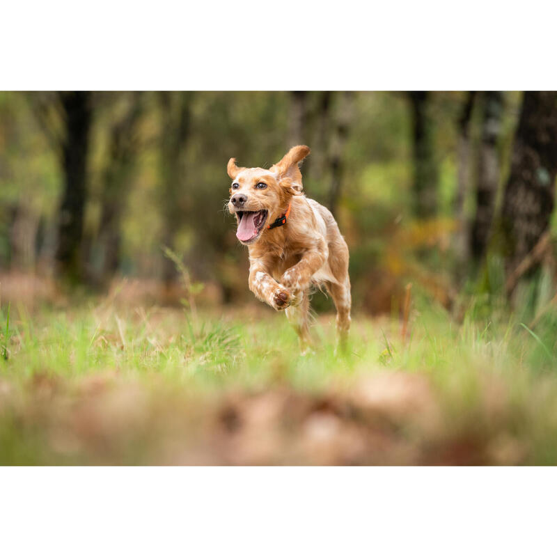 Coleira Cão Caça Laranja100