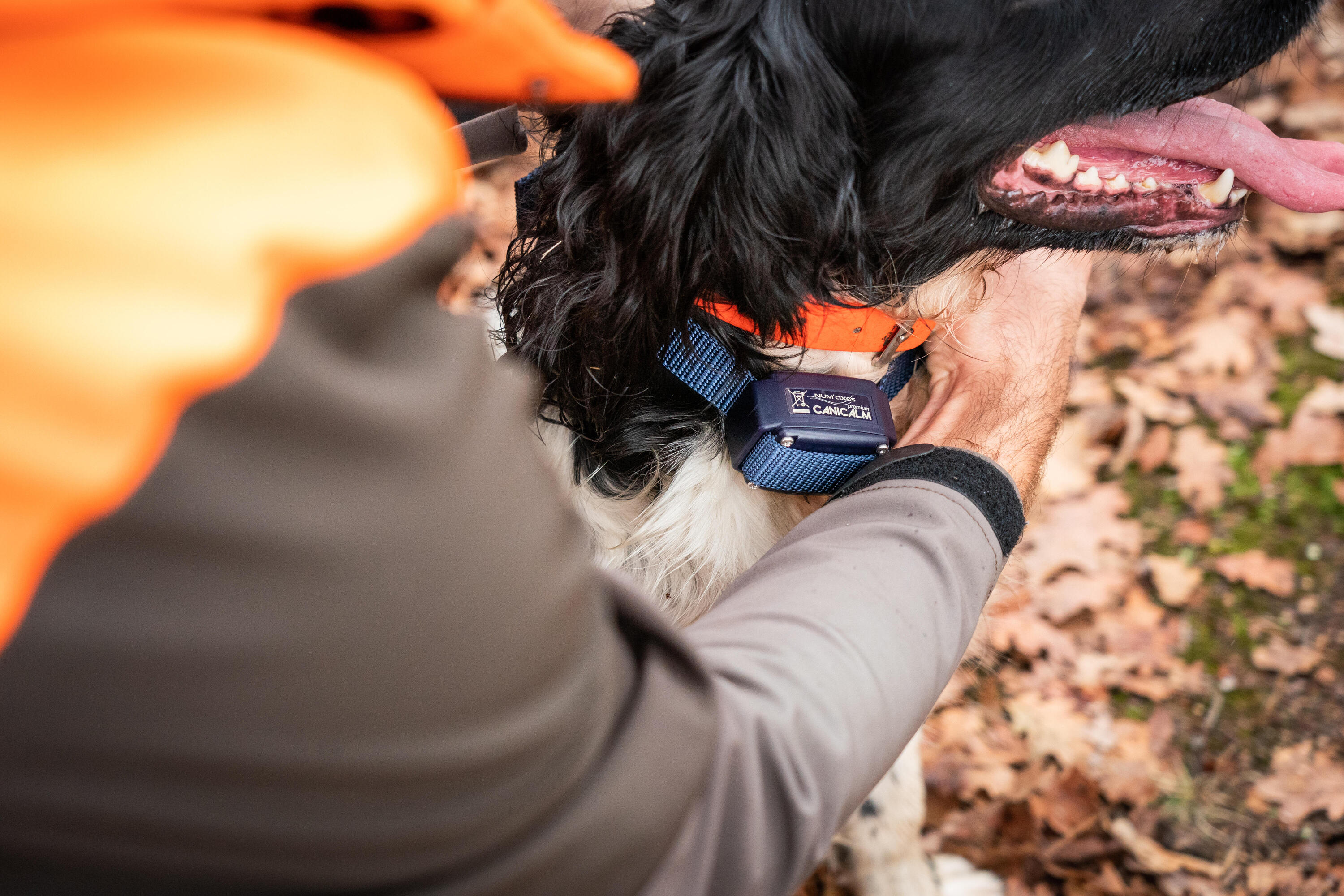 Collier anti-aboiement pour chien Num'axes Canicalm Premium 4/4