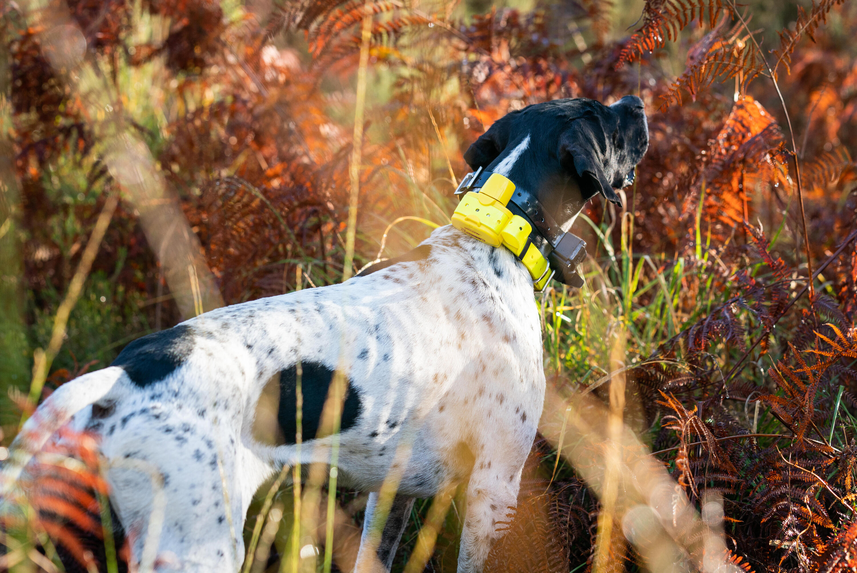 Collier repérage de sonnaillon pour chien Num'axes Canibeep 2/6