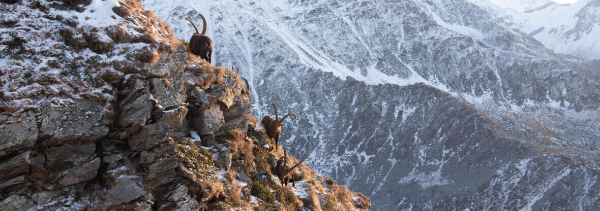 WHAT’S THE DIFFERENCE BETWEEN A CHAMOIS AND AN IBEX?