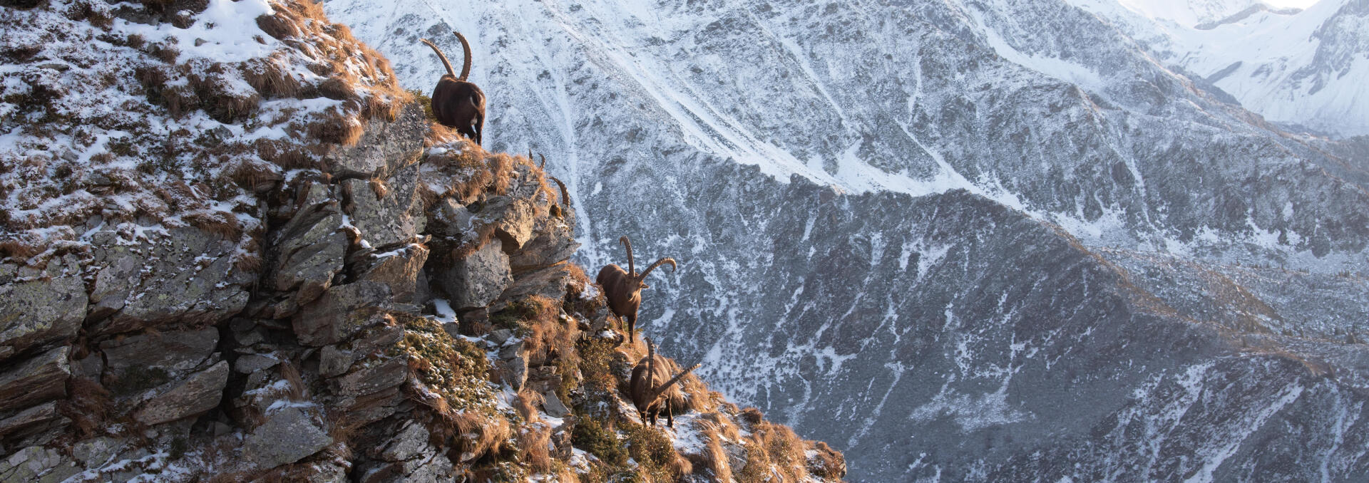 WHAT'S THE DIFFERENCE BETWEEN A CHAMOIS AND AN IBEX?