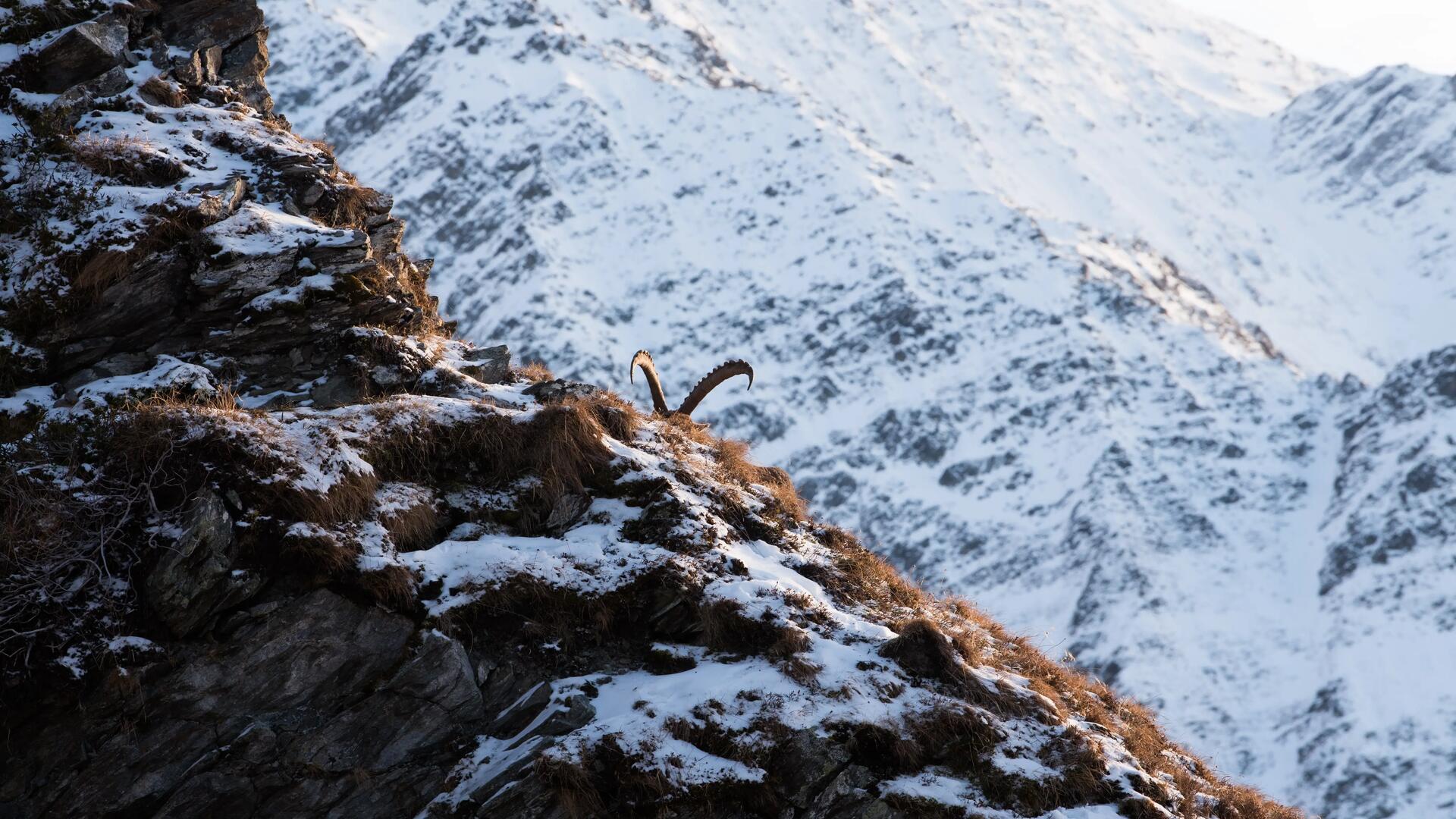 OBSERVER LA FAUNE SAUVAGE EN MONTAGNE