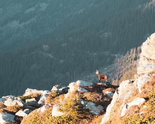 Découvrez les secrets de la faune montagnarde