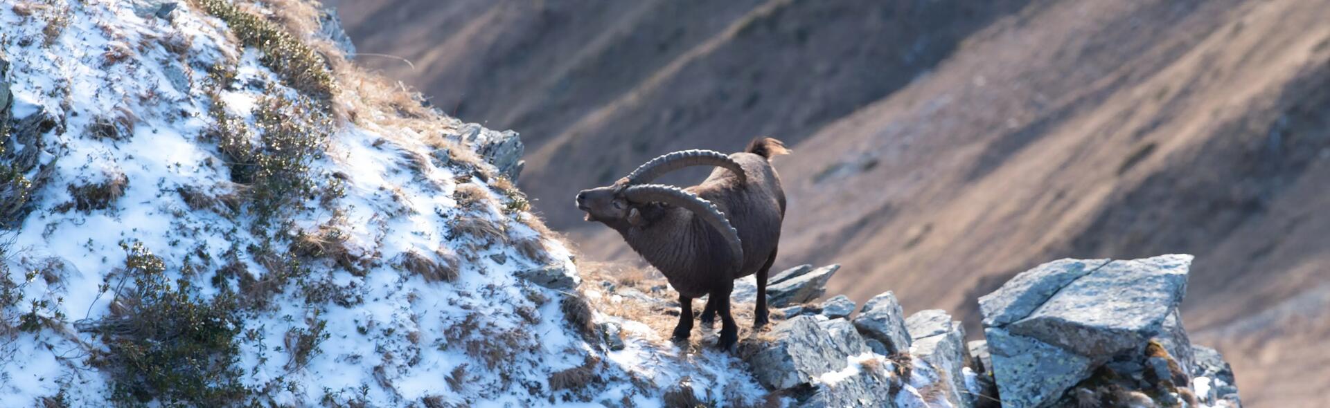 OBSERVER LA FAUNE SAUVAGE EN MONTAGNE