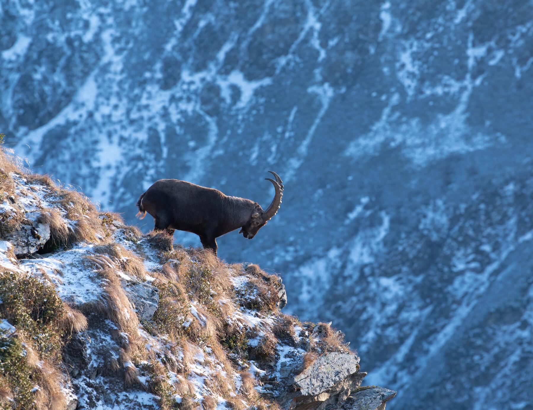 Reconnaître les empreintes d'animaux à la montagne ?