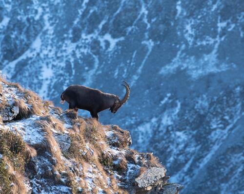 Comment observer la faune en montagne - titre