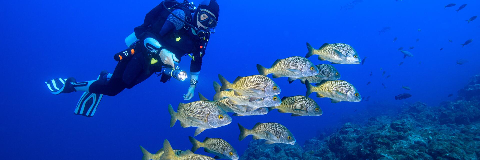 Mężczyzna w kombinezonie nurkowym nurkujący z zegarkiem typu diver na ręce