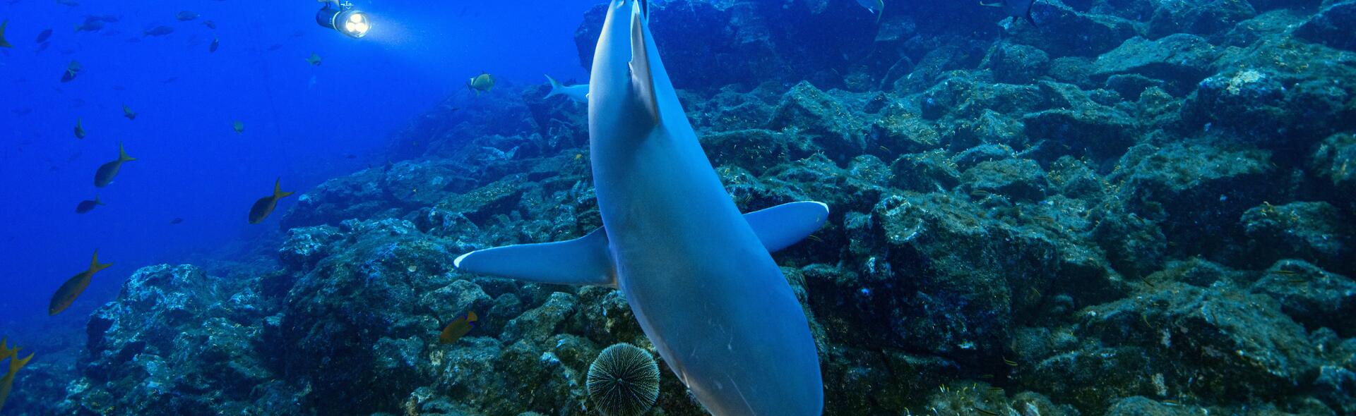 8 gestos eco-responsáveis para proteger os nossos oceanos 