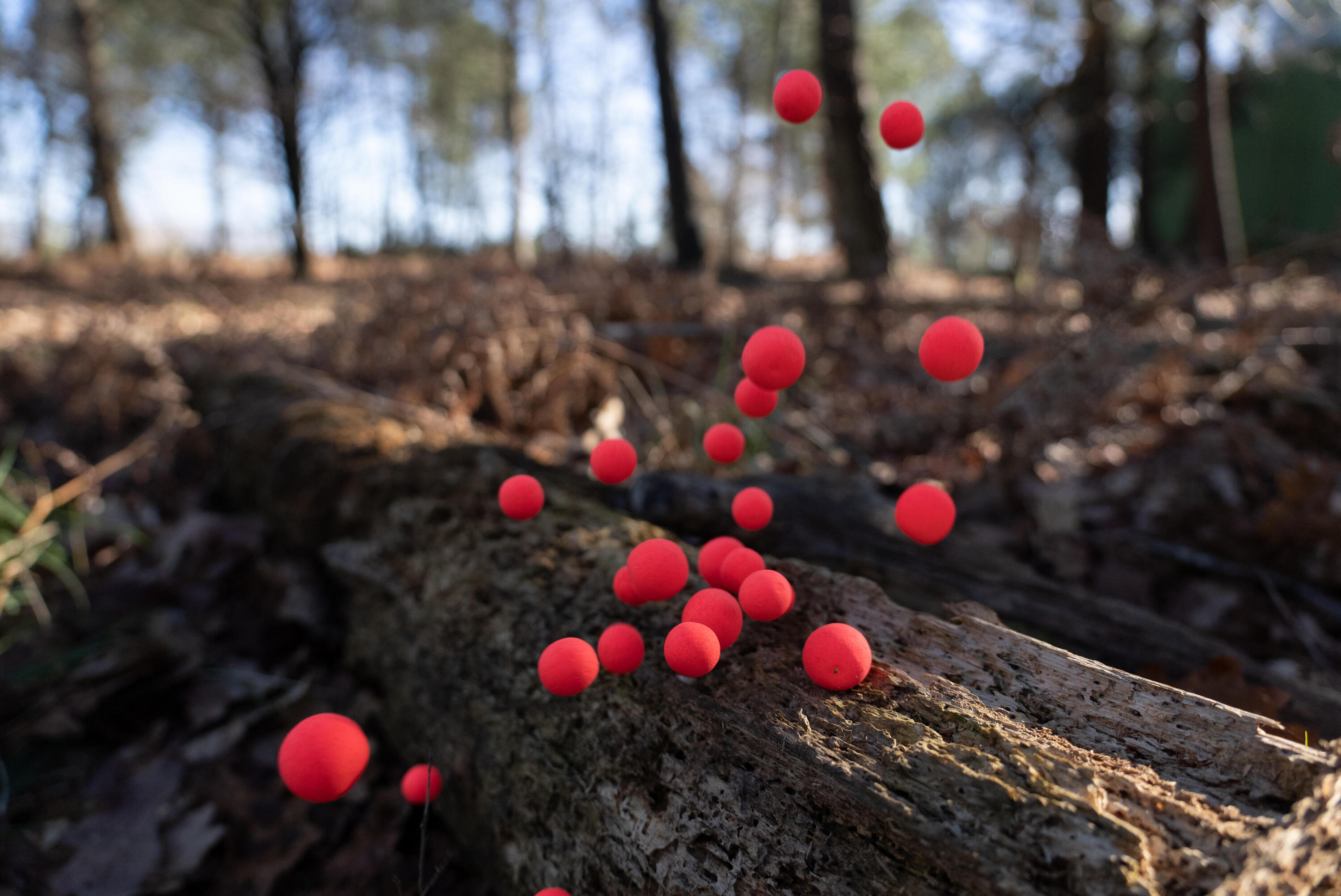 Boilies Carpfishing Pop-Ups Flotantes Fresa 12-14 mm 5/5