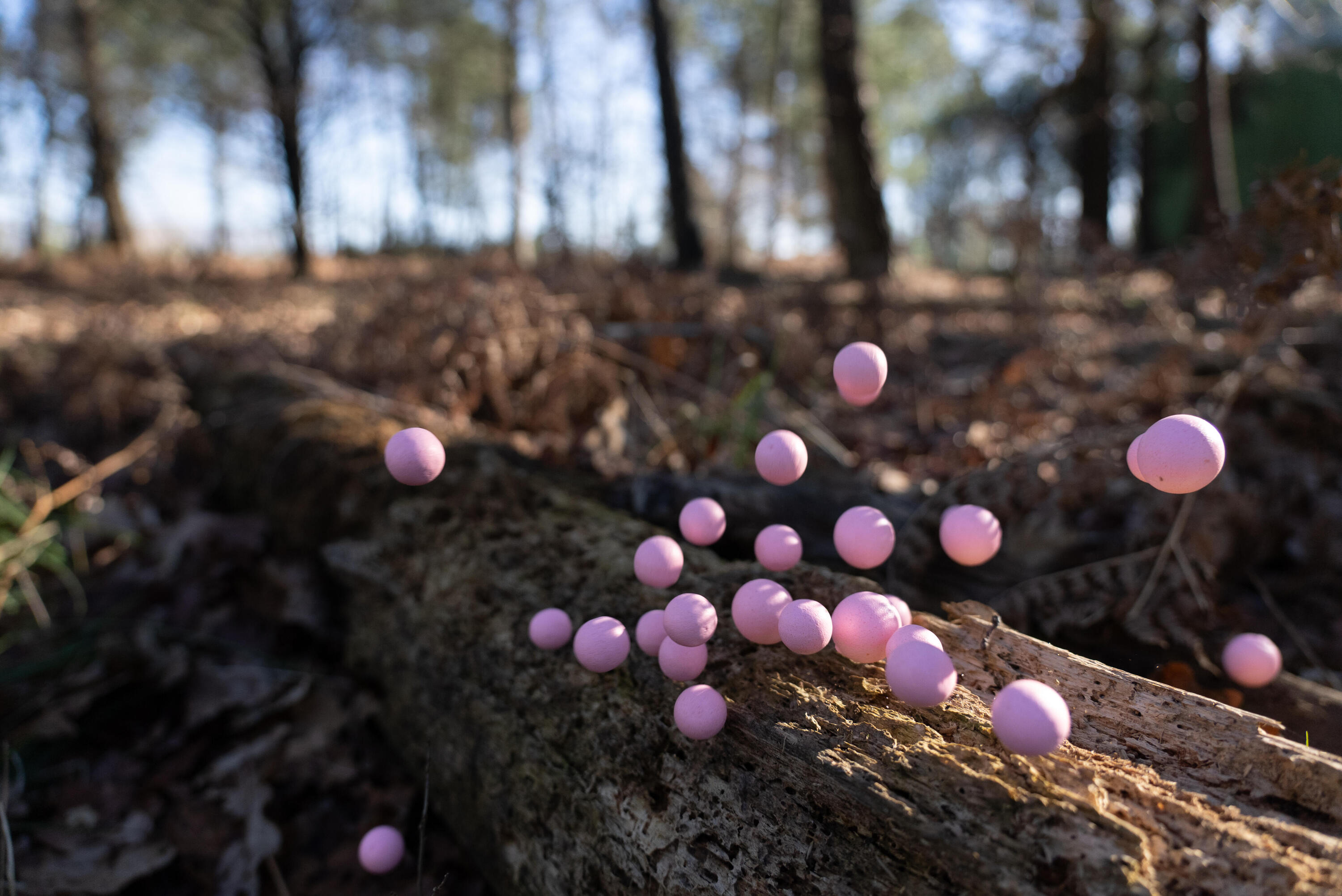 Boilies Carpfishing Pop-Ups Flotantes Ajo 12-14 mm 5/5