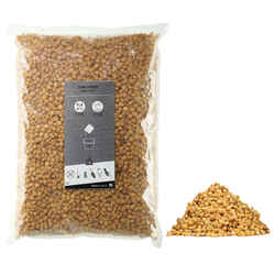 Carp-fishing seeds 5 kg bag of maize (cooked grains)