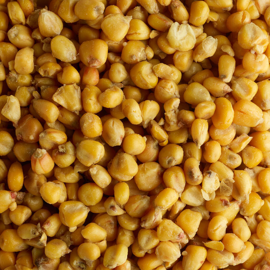 Karpu makšķerēšanas sēklas — 5 kg maiss ar kukurūzu (vārīti graudi)