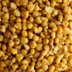 Carp-fishing seeds 5 kg bag of maize (cooked grains)
