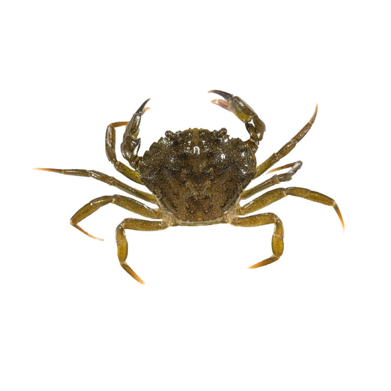 Appâts vivants de pêche en mer - Crabe Vert x1
