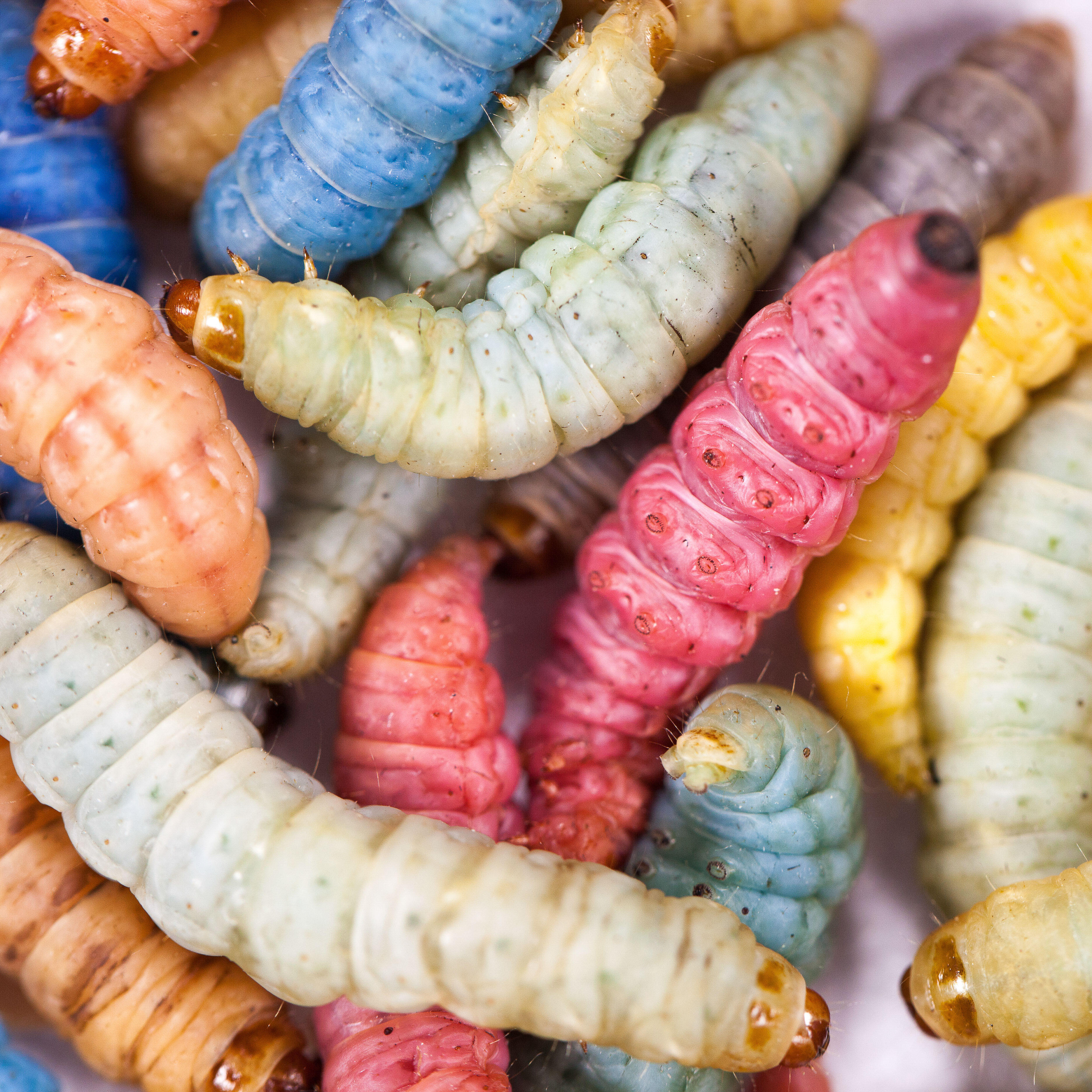 Appâts vivants de pêche, teignes colorées 20grs.
