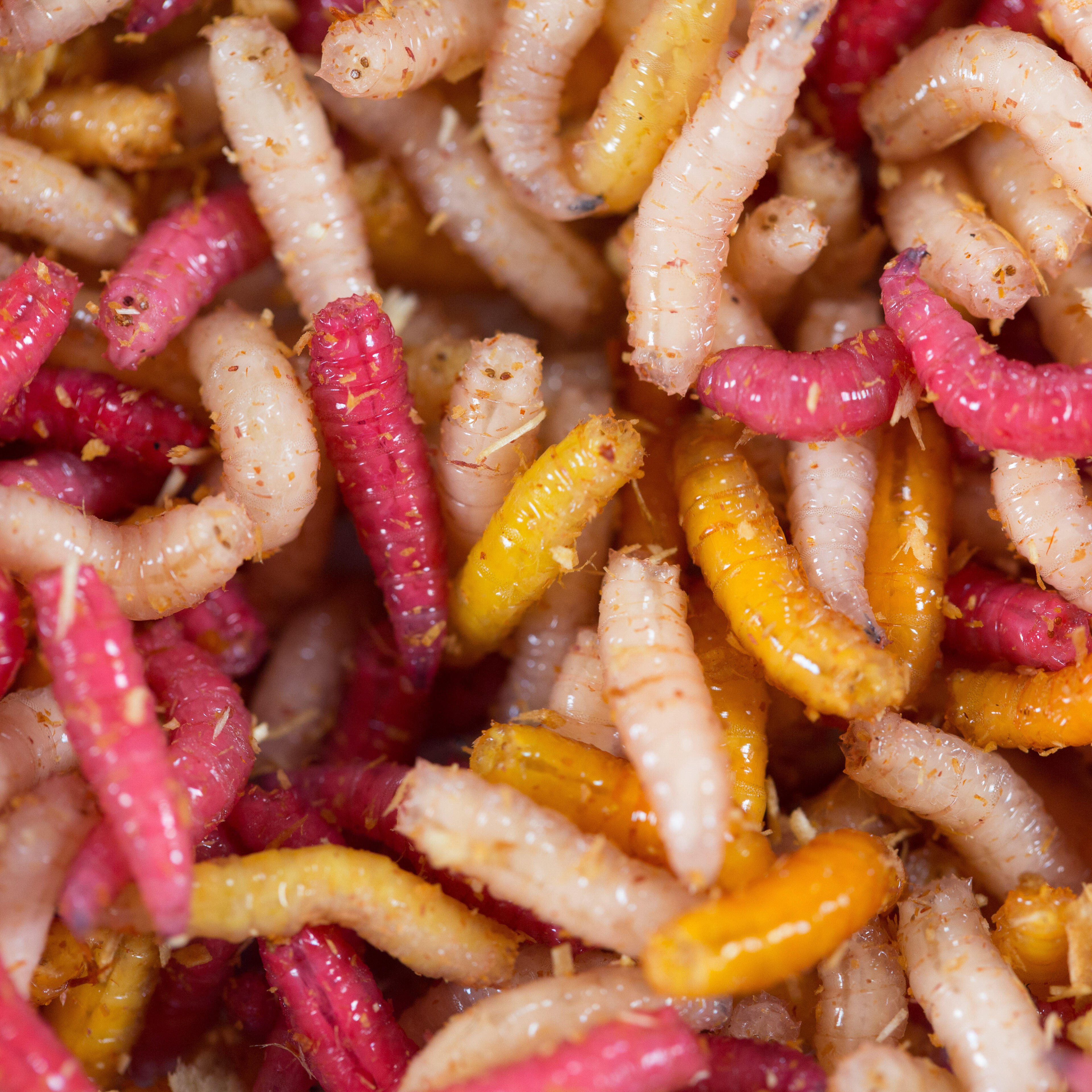 Appâts vivants de pêche, 125 cc Pinkies Multi couleurs