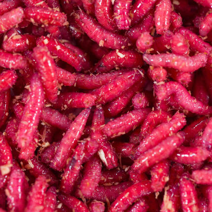 Appâts vivants de pêche, pinkies rouges 1/2 l.