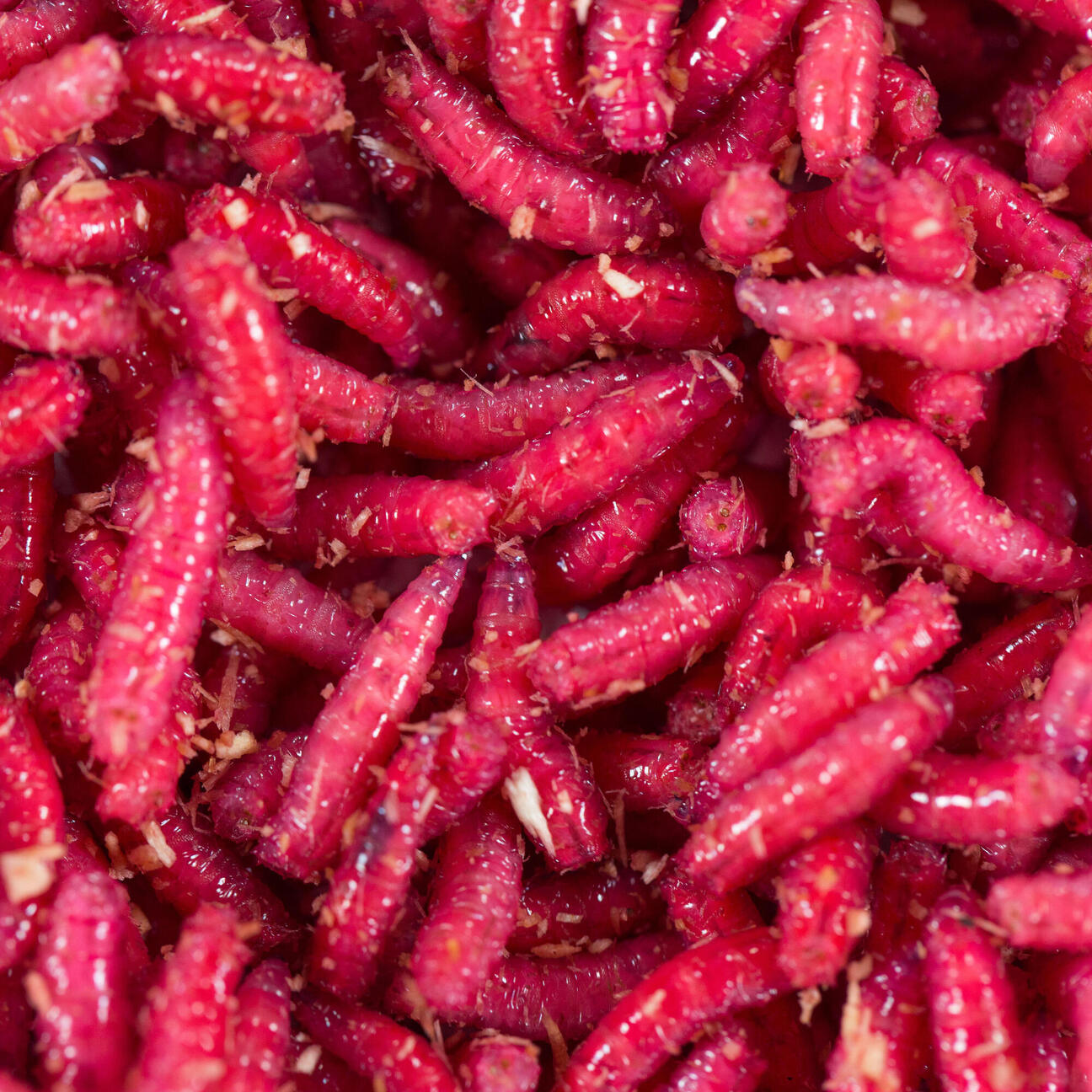 Appâts vivants de pêche, 1/2 L Asticots Rouges No brand Decathlon