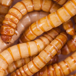 Appâts vivants de pêche, nourriture oiseaux, reptiles (35/40 quantités environ).