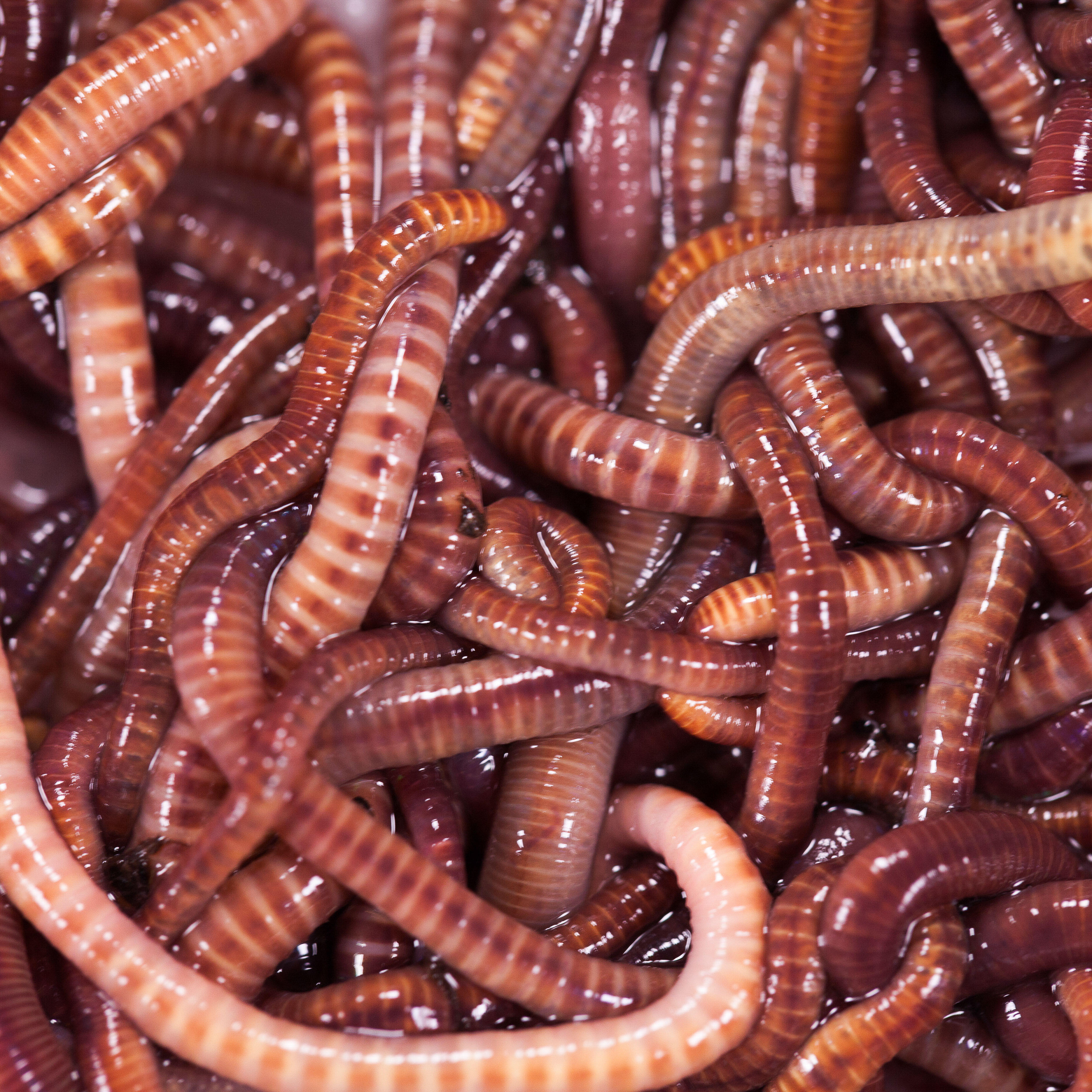 Appat de peche decathlon Clearance