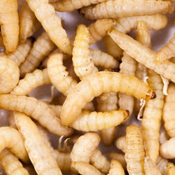 Appâts vivants de pêche, teignes blanches 40grs.