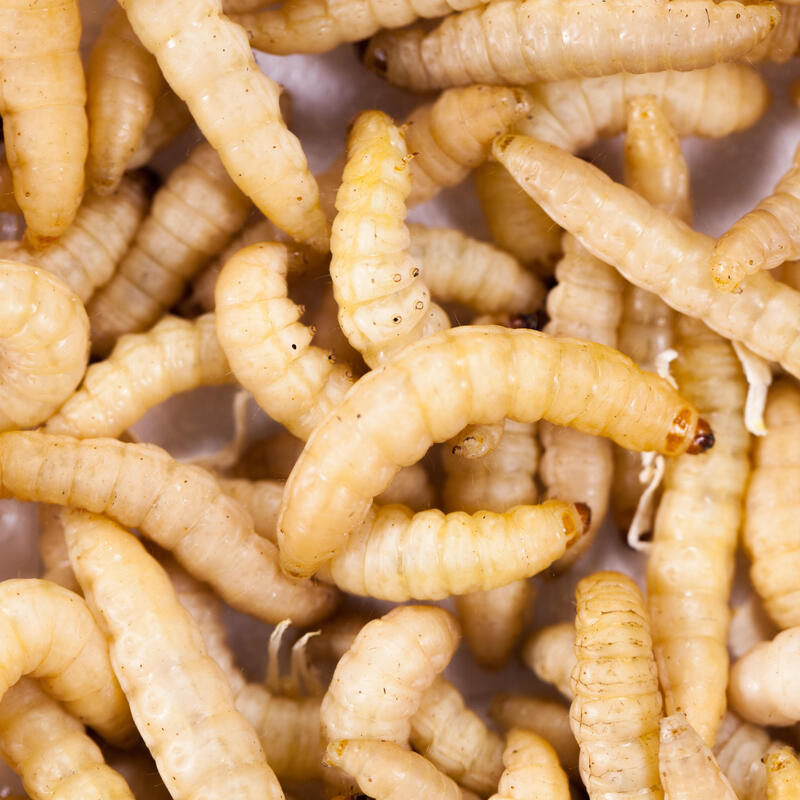 Appâts vivants de pêche, teignes blanches 20grs.