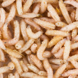 Appâts vivants de pêche, boite125 cc Asticots Blancs