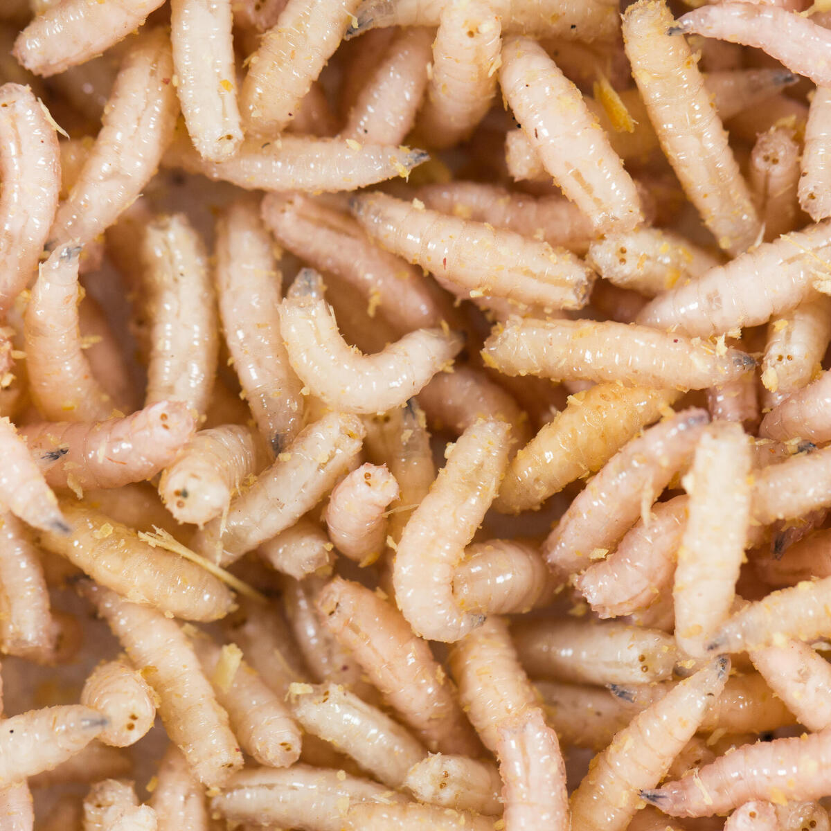 Appâts vivants de pêche, boite 125 cc Pinkies Blancs