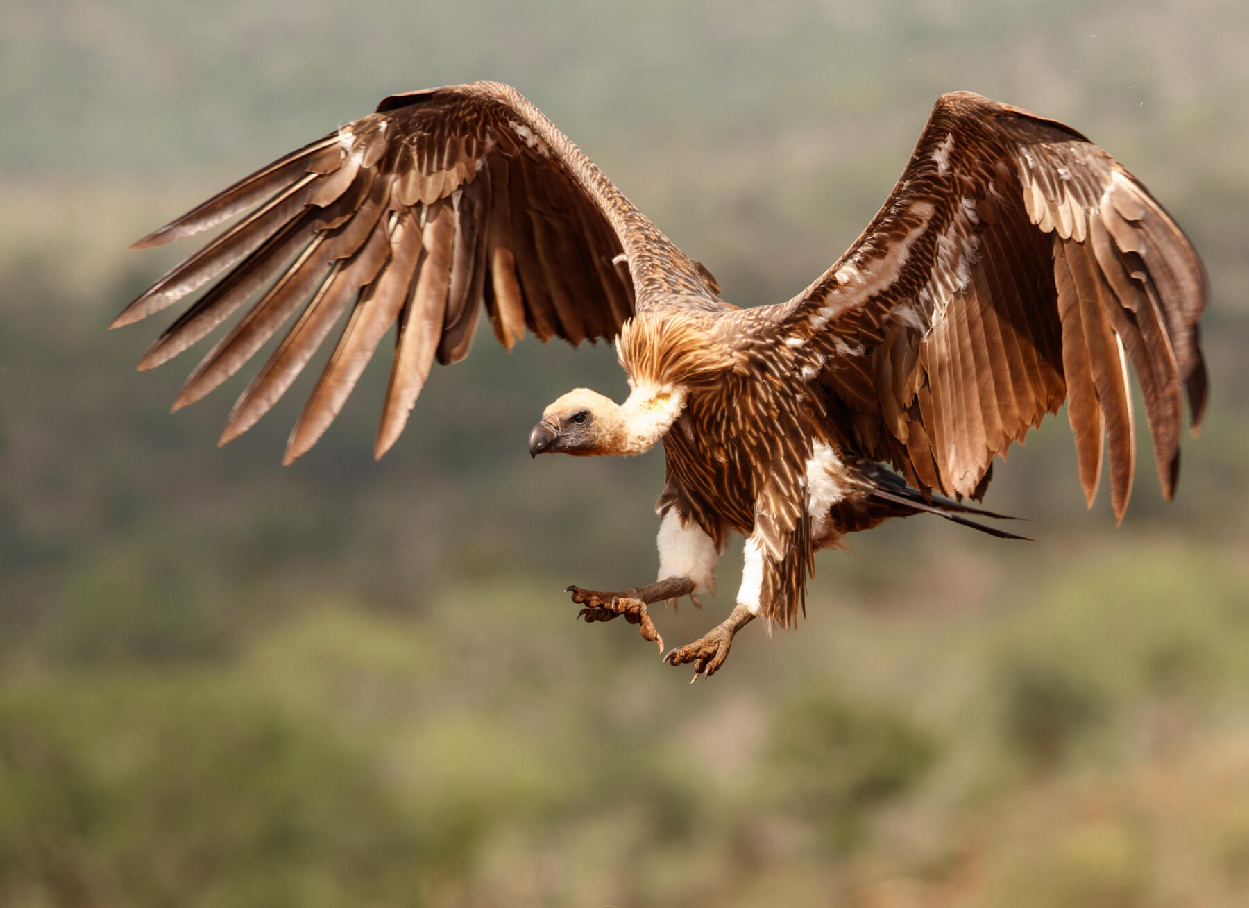 What are the differences between a bearded vulture and a griffon vulture? 