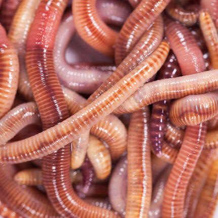 Appâts vivants de pêche, vers dendros gros (15 quantités).