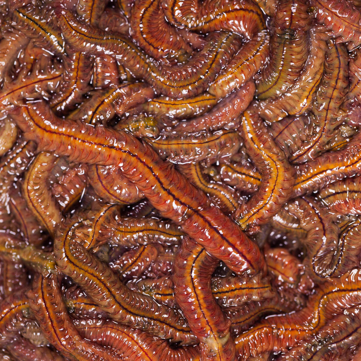 Appâts vivants de pêche en mer - Vers Demi Dure (Escabène) 40gr