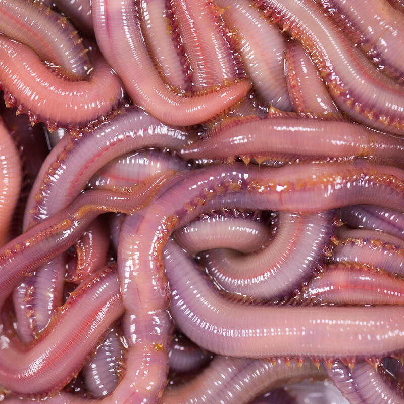 Appâts vivants de pêche en mer - Vers Américain x7