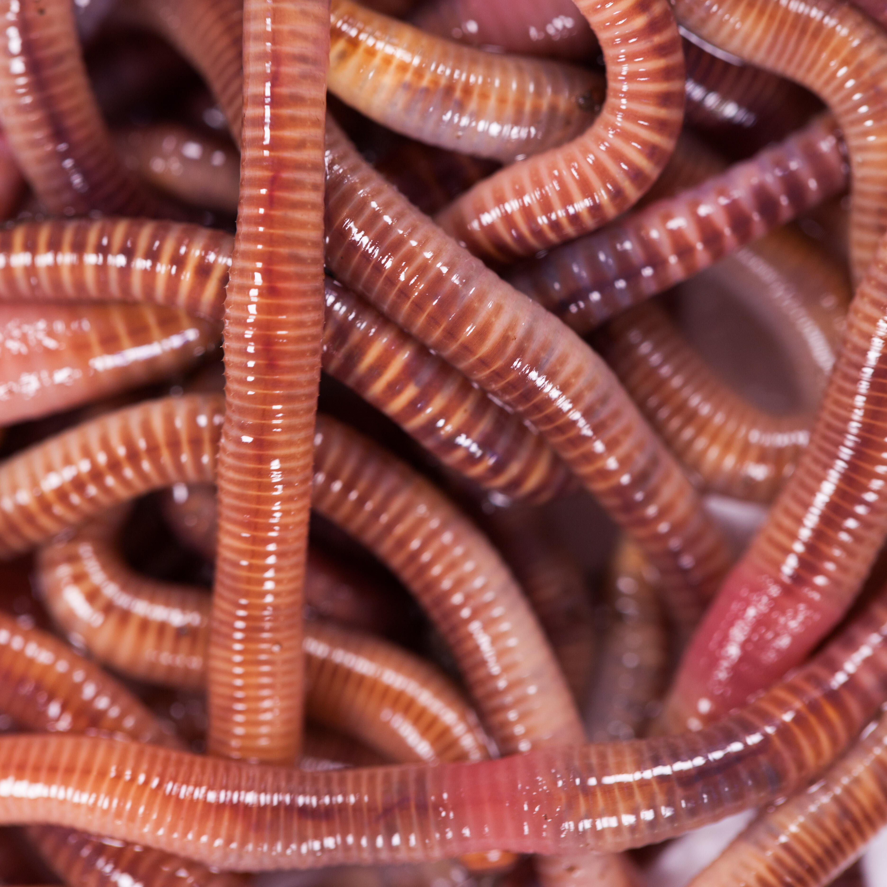 Appâts vivants de pêche, vers dendros moyens (15 quantités).