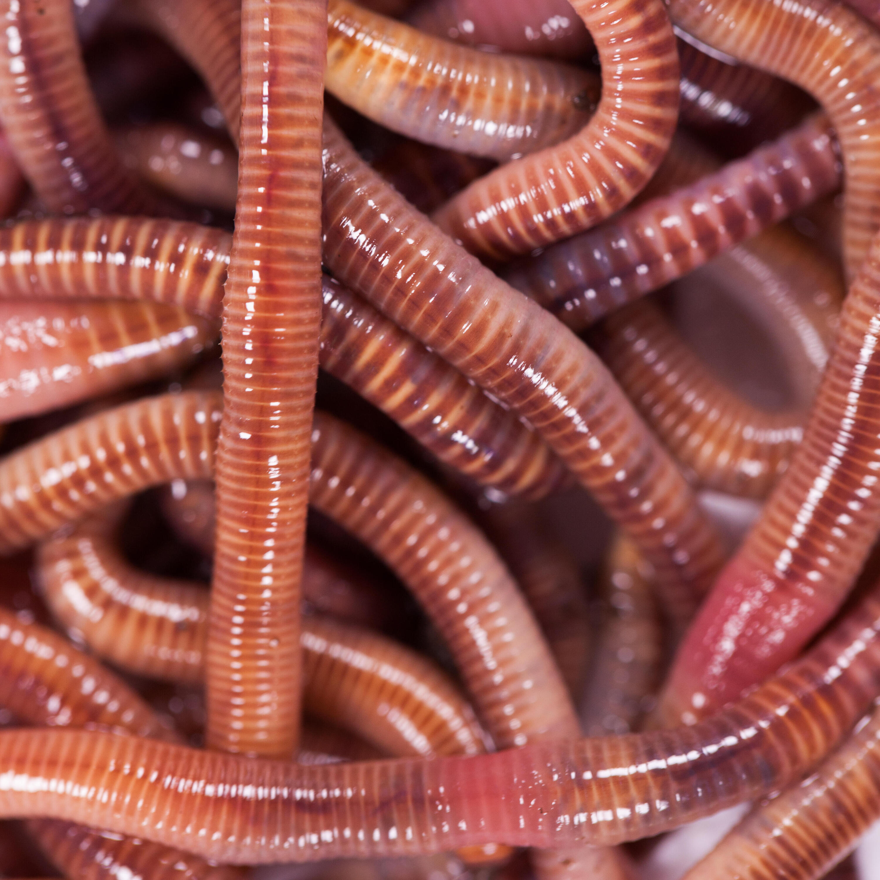 Appâts vivants de pêche, vers dendros moyens (15 quantités). 1/1
