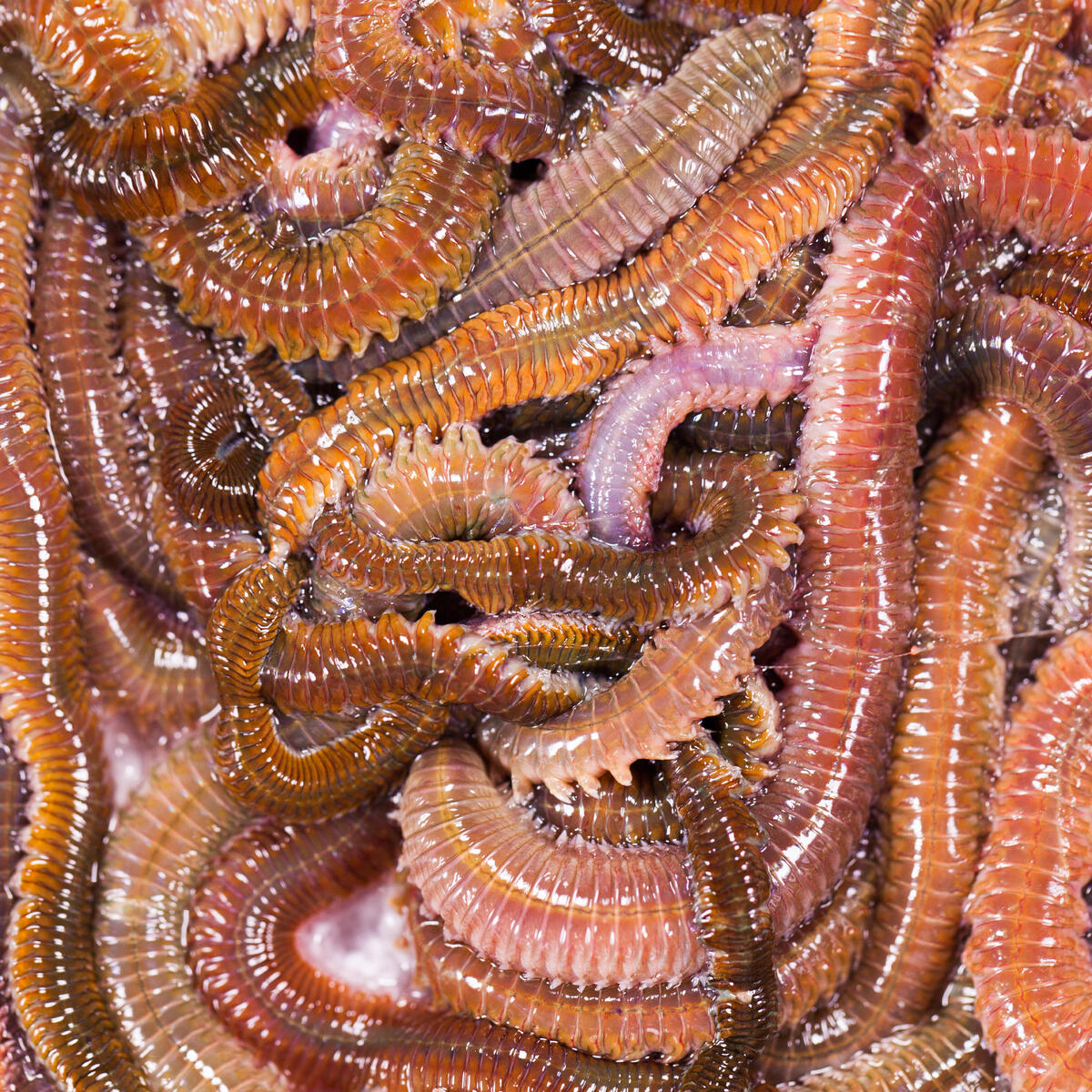 Appâts vivants de pêche en mer - Vers Jumbo Vert (Super Coréen Vert) 40gr