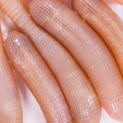 Appâts vivants de pêche en mer - Vers Bibis Moyenne taille x6/9