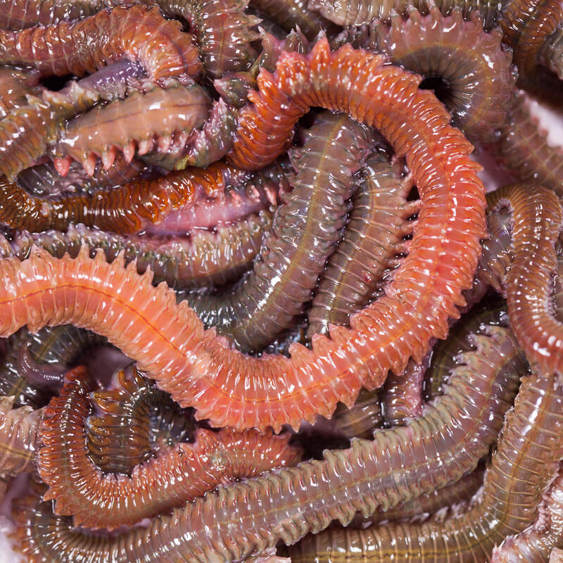 Appâts vivants de pêche en mer - Vers Dure Verte (Coréen Vert) 30gr