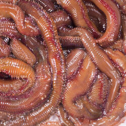 Appâts vivants de pêche en mer - Vers Mourons (Pistiches) x6/7